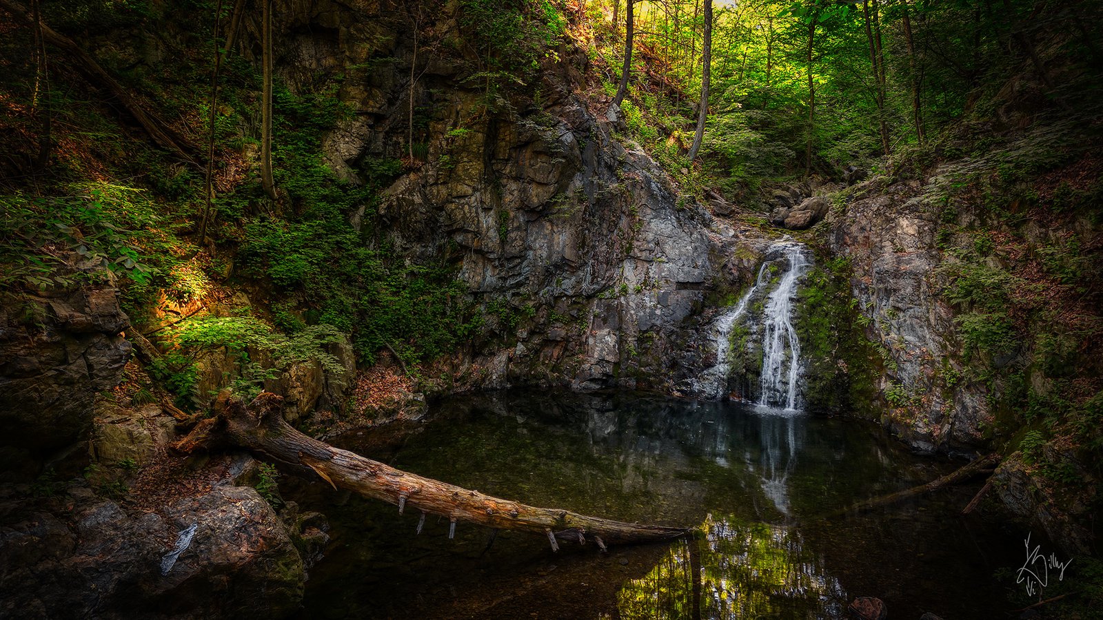 The Tranquility of Woods Near New York City