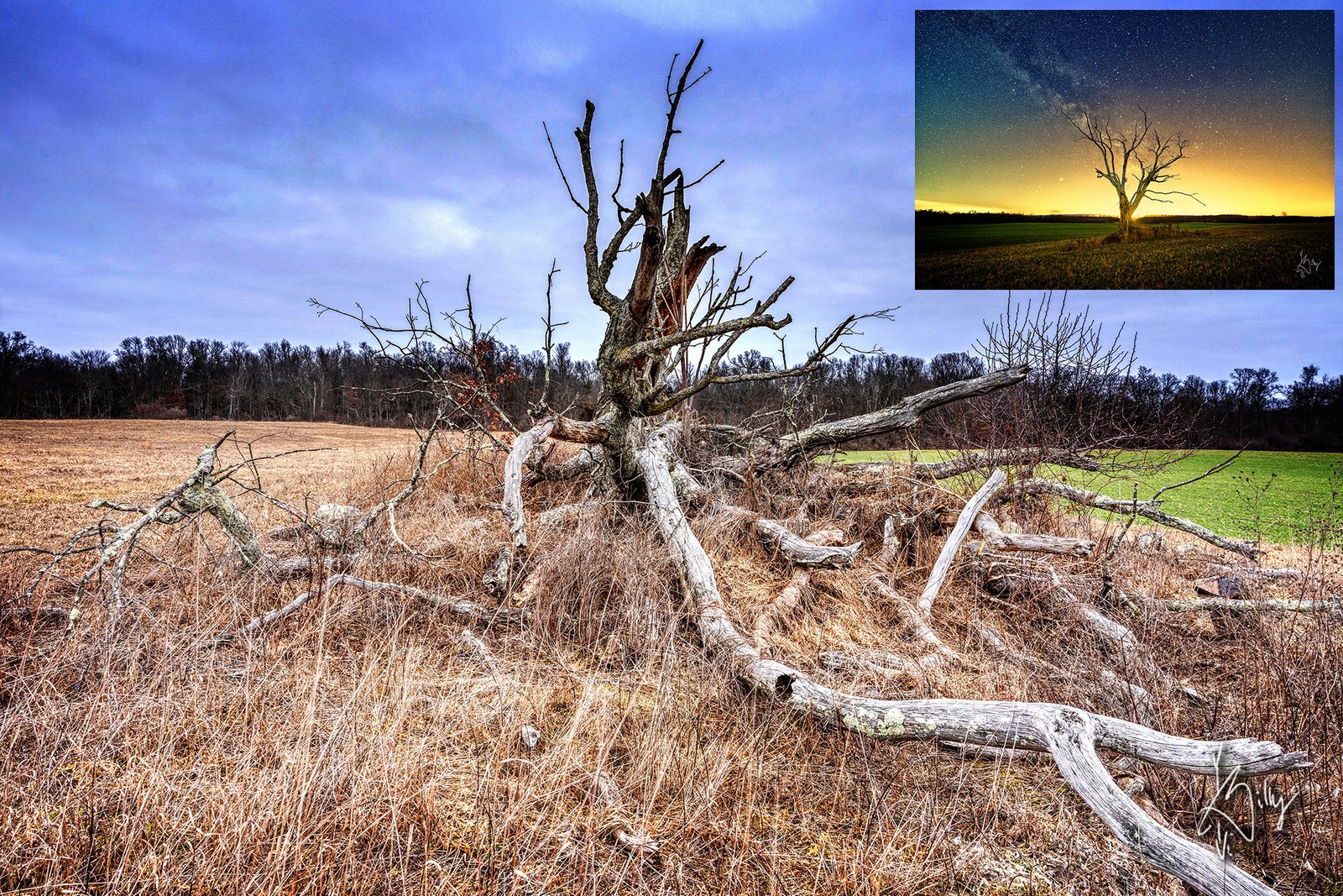 Lone Dead Tree at Stewart State Forest
