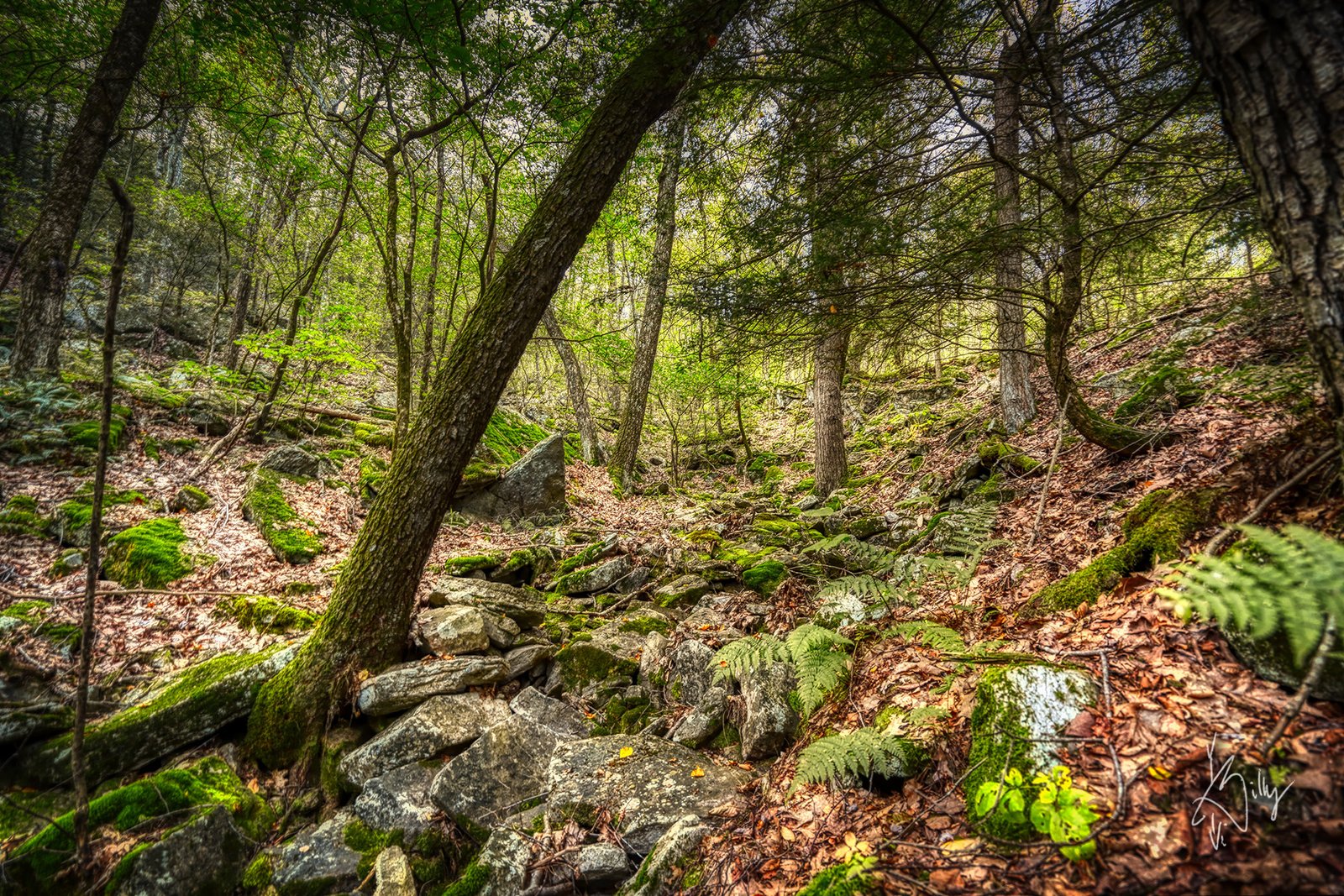 Challenging Hikes: My Search for Graham Mountain’s Waterfall